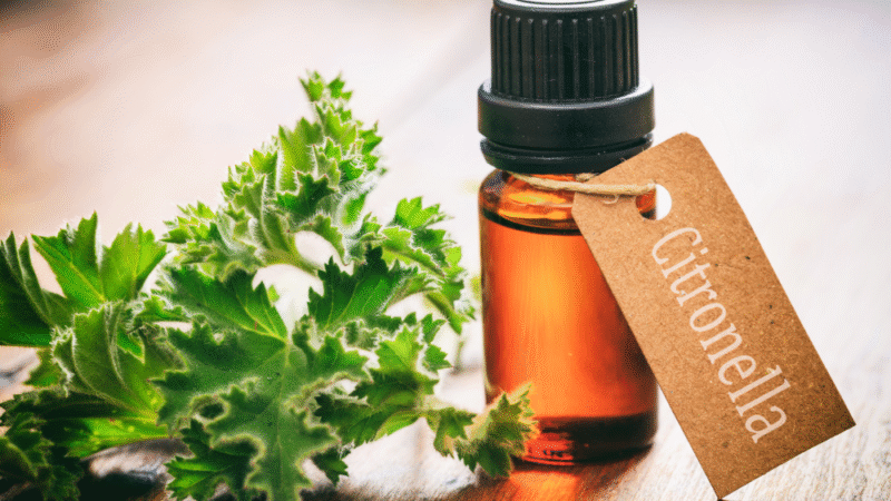 Ceylon Citronella Oil