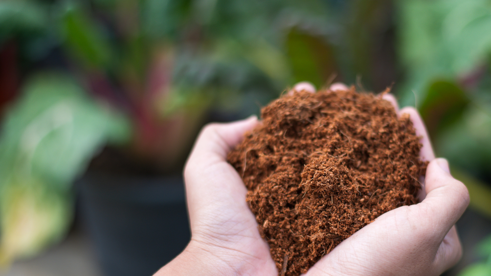 Coco Peat Disks