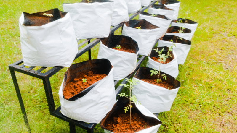 Grow Bags